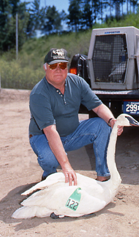 A photo of Wilbur C. "Joe" Johnson holding a trumpeter swan before release